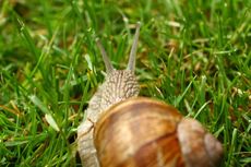 Weinbergschnecke 023.jpg